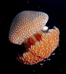 Jelly fish with her tiny friend by Zafarol Lokman 